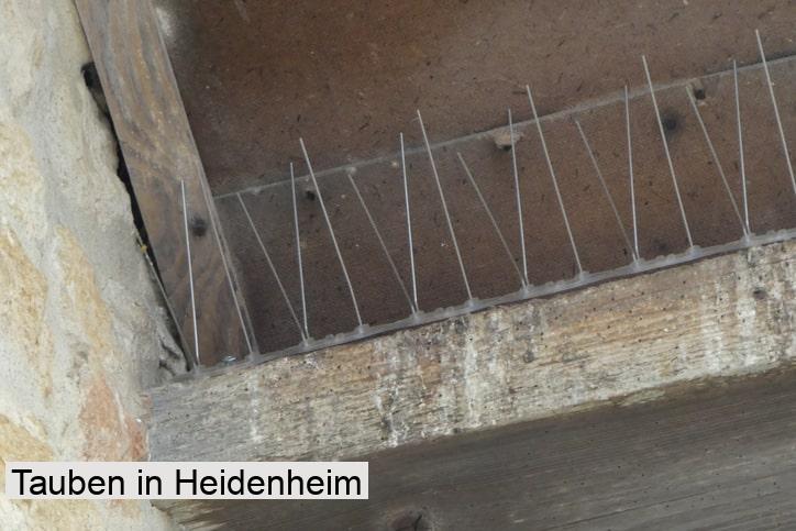 Tauben in Heidenheim